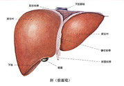 得了脂肪肝該怎么治？脂肪肝對人體危害有多大？