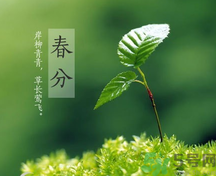 春分時(shí)養(yǎng)生要注意什么？春分要預(yù)防哪些疾?。?></p><h4>春分防支氣管擴(kuò)張</h4><p>支氣管擴(kuò)張是一種感染性疾病，因支氣管或肺慢性炎癥(浸潤型肺結(jié)核)的損害而造成支氣管壁破壞和管腔擴(kuò)張及變形而發(fā)病。春天因氣候多變，乍暖乍寒，人們很容易引發(fā)支氣管擴(kuò)張。有支氣管擴(kuò)張宿疾的，更會(huì)因?yàn)樘鞖獾睦渑療o常，而引起復(fù)發(fā)咯血。</p><p>對(duì)于有支氣管擴(kuò)張的患者，應(yīng)絕對(duì)臥床休息，最好是側(cè)臥位，要鎮(zhèn)靜，注意環(huán)境安靜。保持大便通暢，防止便秘。胸部放置冰袋?？捎眯×恐箍孺?zhèn)靜劑。此外，患者還應(yīng)借助飲食做輔助調(diào)養(yǎng)，下面介紹2款治療支氣管擴(kuò)張食療方：</p><p>1、胡蘿卜茶陳海蜇、胡蘿卜各zoo克。將海蜇漂洗干凈，切碎，胡蘿卜洗凈切片，共置鍋內(nèi)，加水煎湯，代茶飲用。每日1劑?？汕鍩崞酱?，軟堅(jiān)散結(jié)，化滯下氣。適用于支氣管擴(kuò)張。</p><p>2、川貝雪梨燉豬肺豬肺60克，雪梨2個(gè)，川貝母15克，冰糖少許。將豬肺洗凈切塊，雪梨去皮、核，切塊，與川貝、冰糖共置砂鍋內(nèi)，加水燉熟服食。每日1劑?？勺剃帩櫡?，除熱化痰。適用于支氣管擴(kuò)張。</p><h4>春分應(yīng)注意平衡養(yǎng)生</h4><p>《素問·至真要大論》中記載： “謹(jǐn)察陰陽所在而調(diào)之，以平為期。”便說人體應(yīng)該根據(jù)不同時(shí)期的陰陽狀況，使“內(nèi)在運(yùn)動(dòng)”也就是臟腑、氣血、精氣的生理運(yùn)動(dòng)，與“外在運(yùn)動(dòng)”即腦力、體力和體育運(yùn)動(dòng)和諧一致，保持“供銷”關(guān)系的平衡。由于春分節(jié)氣平分了晝夜、寒暑，人們?cè)诒＝○B(yǎng)生時(shí)也應(yīng)注意保持人體的陰陽平衡狀態(tài)。</p><p>在這個(gè)時(shí)節(jié)，人體血液正處于旺盛時(shí)期，激素水平也處于相對(duì)高峰期，所以，最易引起如高血壓、月經(jīng)失調(diào)、痔瘡及過敏性疾病等常見的非感染性疾病。對(duì)于這些疾病我們也應(yīng)當(dāng)給予高度的重視?！端貑枴す强照摗分兴f：“調(diào)其陰陽，不足則補(bǔ)，有余則瀉”。所以，我們?cè)谇橹?、運(yùn)動(dòng)及飲食上以“虛則補(bǔ)之，實(shí)則瀉之”為原則，對(duì)身體陰陽的平衡進(jìn)行調(diào)整，從而達(dá)到杜絕疾病，健體強(qiáng)身的目的。</p><p style=