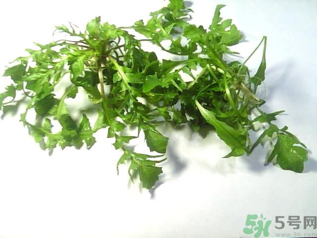 薺菜可以泡水喝嗎？薺菜泡水喝有什么好處？