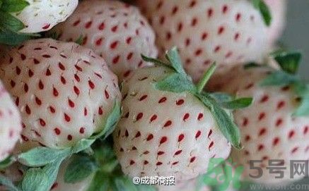 菠蘿莓好吃嗎？菠蘿莓好不好吃？