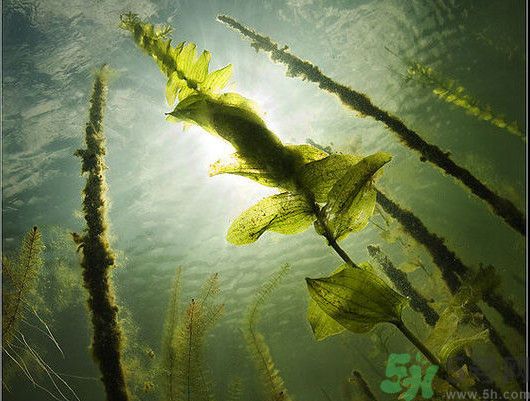 海帶用冷水泡還是熱水泡發(fā)？海帶怎么泡才不會發(fā)硬？