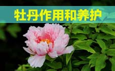 扦插的月季多久會(huì)開花？扦插月季多久可開花？