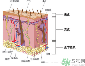 為什么頭發(fā)越來越油？頭發(fā)應(yīng)該幾天洗一次？