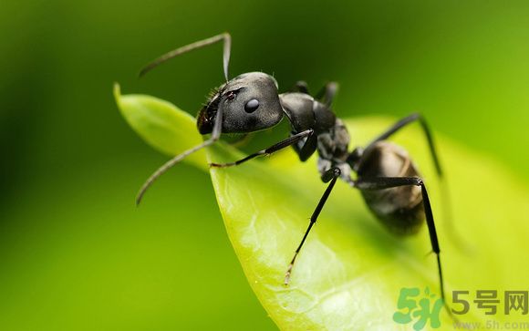 家里有螞蟻怎么辦？驅(qū)除螞蟻的方法是什么？