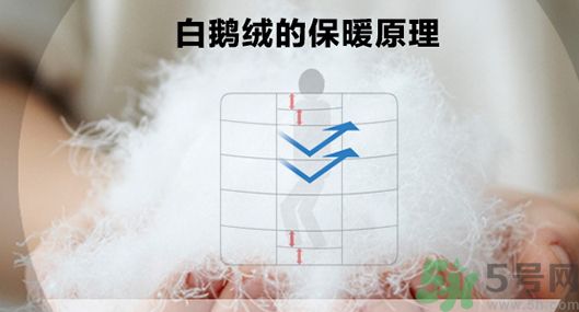 蠶絲被和鵝絨被哪個(gè)好?蠶絲被和鵝絨被的區(qū)別