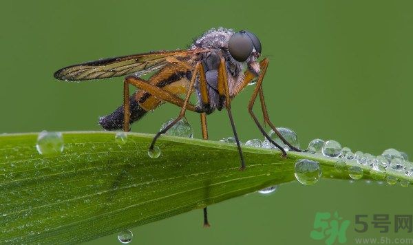 為什么蚊子不會(huì)被雨滴砸死?