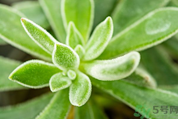 多肉植物需要澆水嗎？多肉植物澆水可以澆到葉子上嗎？