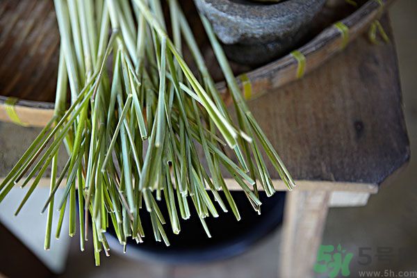 天竺葵有驅(qū)蚊作用嗎？什么植物能驅(qū)蚊子？