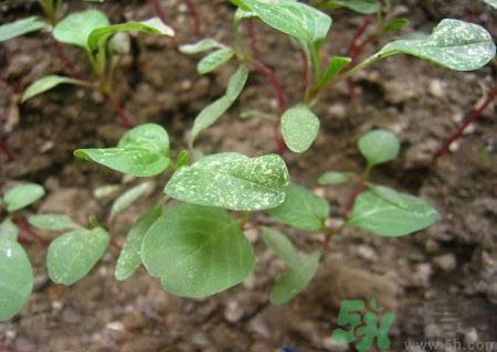 莧菜葉子上有白點(diǎn)是怎么回事？莧菜葉子上有白點(diǎn)可以吃嗎？