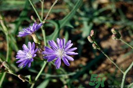 紫花苦菜和黃花苦菜哪個好