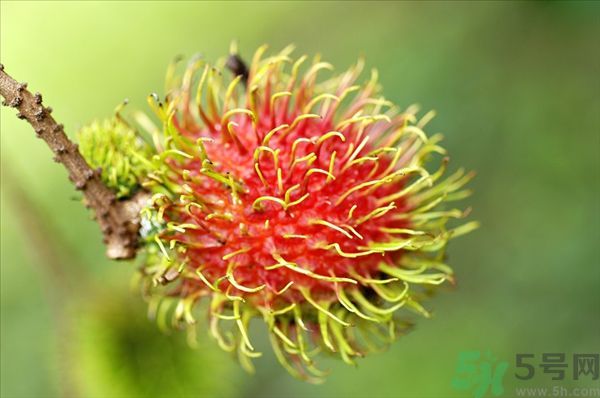 孕婦可以吃紅毛丹嗎？孕婦吃紅毛丹好嗎？