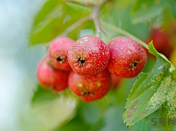 尿酸高能吃山楂嗎？痛風(fēng)能吃山楂嗎？