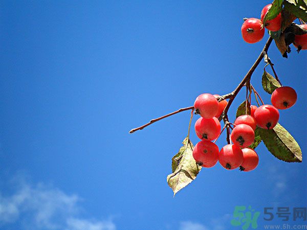 尿酸高能吃山楂嗎？痛風(fēng)能吃山楂嗎？