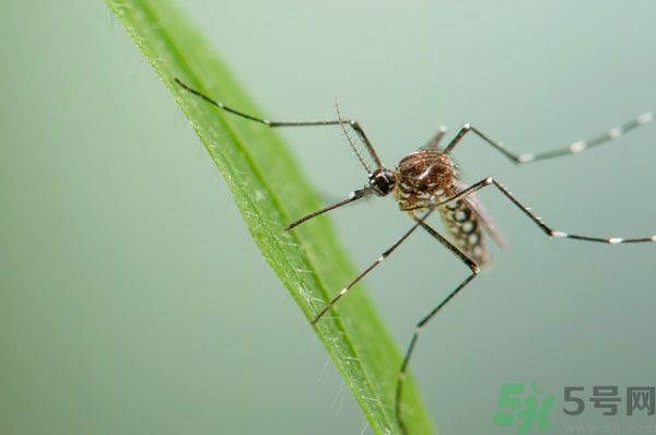 蚊子討厭什么氣味？蚊子討厭什么顏色？