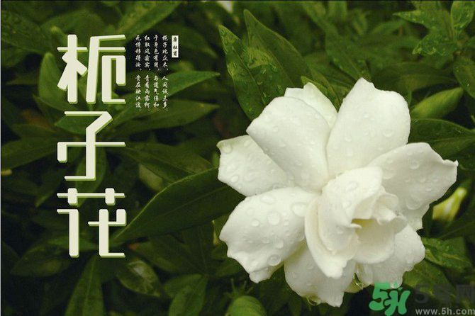 梔子花茶可以補血嗎？貧血可以喝梔子花茶嗎？