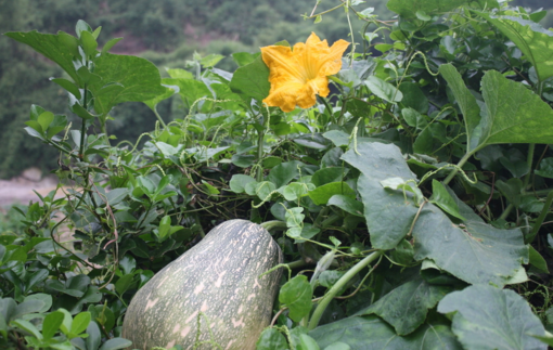 南瓜吃了皮膚會(huì)變黃嗎？吃南瓜對(duì)皮膚有什么影響？