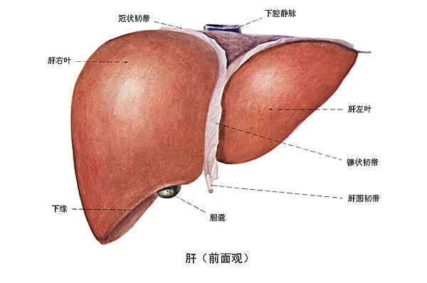 臉上長(zhǎng)痘能吃南瓜嗎？臉上長(zhǎng)痘吃南瓜好不好？