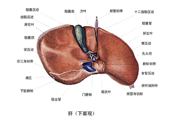 臉上長(zhǎng)痘能吃南瓜嗎？臉上長(zhǎng)痘吃南瓜好不好？