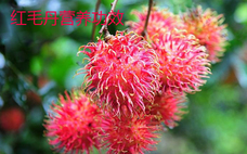 紅毛丹有毒嗎 紅毛丹有哪些營(yíng)養(yǎng)價(jià)值