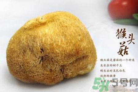 猴頭菇是發(fā)物嗎？猴頭菇是不是發(fā)物？