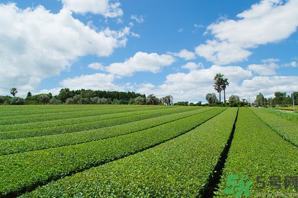 綠茶可以去黑眼圈嗎？綠茶去黑眼圈的方法