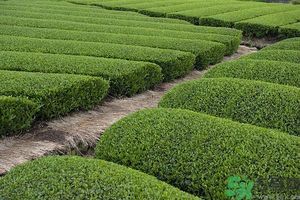 綠茶可以去黑眼圈嗎？綠茶去黑眼圈的方法