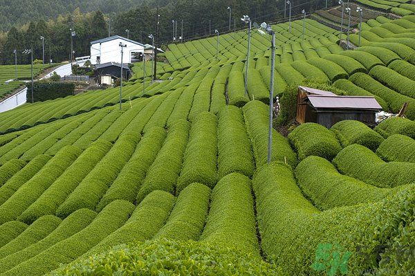 綠茶可以去黑眼圈嗎？綠茶去黑眼圈的方法