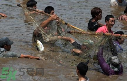 發(fā)洪水怎么抓魚？發(fā)洪水時(shí)的抓魚方法