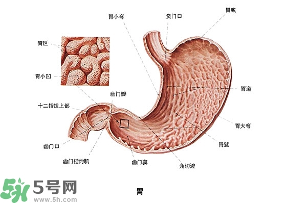 防胃癌的食物有哪些？多吃什么預(yù)防胃癌？