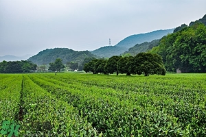 綠茶是酸性還是堿性?綠茶是酸性的嗎？