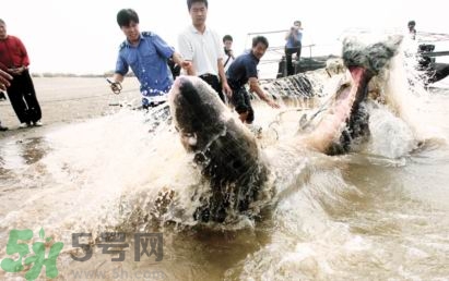 發(fā)洪水怎么抓魚？發(fā)洪水時(shí)的抓魚方法