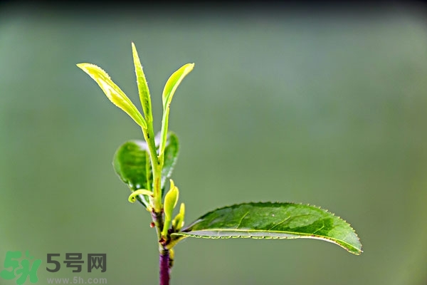 綠茶是酸性還是堿性?綠茶是酸性的嗎？