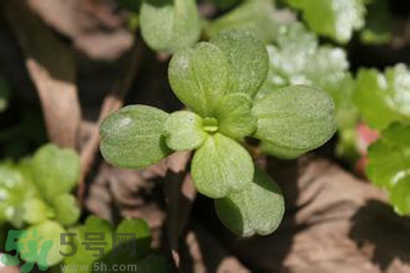 馬齒莧是熱性還是涼性？馬齒莧是涼性嗎？