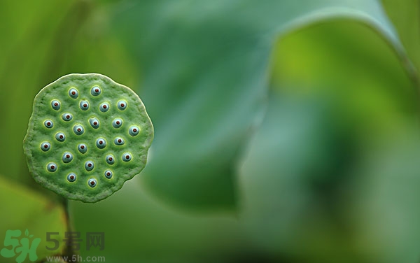 蓮子芯泡茶有什么功效？蓮子心的功效與作用