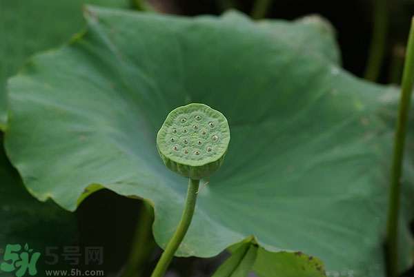 蓮子芯泡茶有什么功效？蓮子心的功效與作用