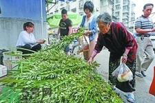 夏天可以用艾草驅蚊嗎？夏天可不可以用艾草驅蚊？