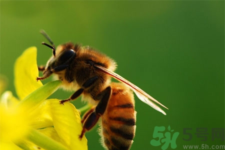 被蜜蜂蟄了怎么辦？被蜜蜂蟄了如何處理？