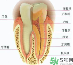 牙齒根管治療多少錢(qián)？根管治療一顆要多少錢(qián)？