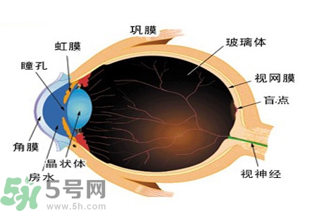 近視眼的護(hù)理措施？近視眼的飲食護(hù)理？