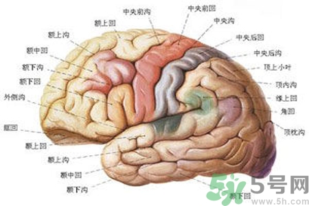 腦出血的治療方法是什么？腦出血可以用哪些藥物治療？