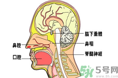 鼻咽癌的治療方法是什么？鼻咽癌可以用什么藥物治療？