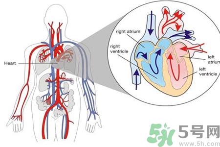 先天性心臟病發(fā)病原因是什么？