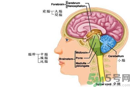 帕金森要注意哪些措施？帕金森的飲食需注意什么？