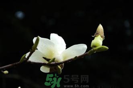 優(yōu)曇花是什么花？優(yōu)曇花現(xiàn)實中有嗎？