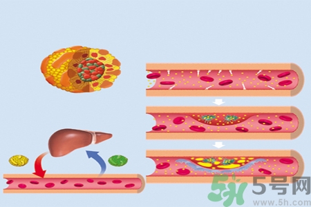 膽固醇對人體有傷害嗎？膽固醇是什么？