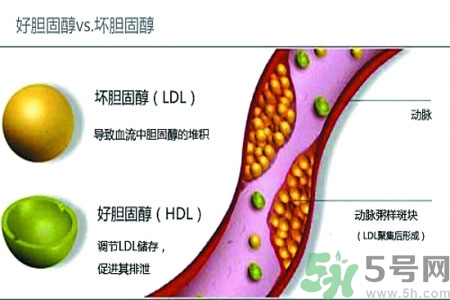 人體中的膽固醇分好壞嗎？如何區(qū)分膽固醇的好壞？