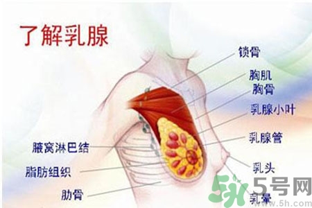 乳頭為什么會疼痛？乳頭疼痛怎么辦？