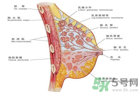 如何預(yù)防女性乳頭痛？女性需注意乳房的哪些問(wèn)題？