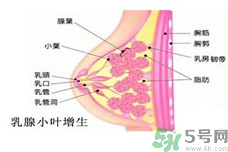 乳房脹痛的原因？乳房脹痛怎么辦？