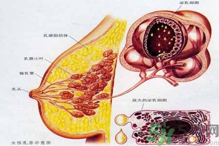 乳腺增生可以懷孕嗎？如何預(yù)防乳腺增生？